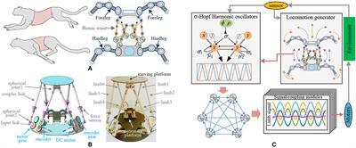 Synchronization of Non-linear Oscillators for Neurobiologically Inspired Control on a Bionic Parallel Waist of Legged Robot